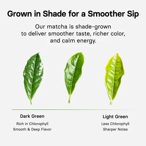 Vista 5 de OSULLOC Polvo matcha premium, té puro orgánico premium de Jeju, 1.41 onzas, 1.41 oz