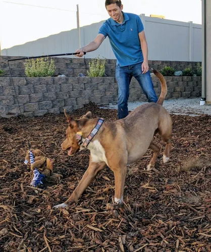 Vista 7 de Juguetes interactivos mejorados para perros – Varita extensible con cuerda trenzada para masticar y chirriante juguete de persecución de felpa