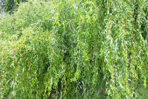 Corte de sauce rizado dorado – El más raro de todos los sauces – Cultiva este exótico sauce rizado llorón – Excelente árbol bonsái vivo