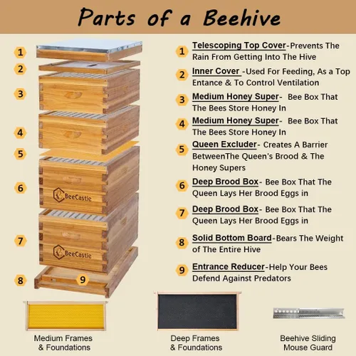 Vista 2 de BeeCastle 10 marcos Langstroth Bee Hive recubierto con 100% cera de abeja, incluye marcos de colmena y bases enceradas
