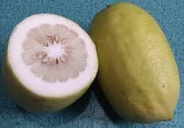 Nuevas semillas frescas del árbol frutal de Citron Citrus Medica Etrog Esrog 5pcs Generic