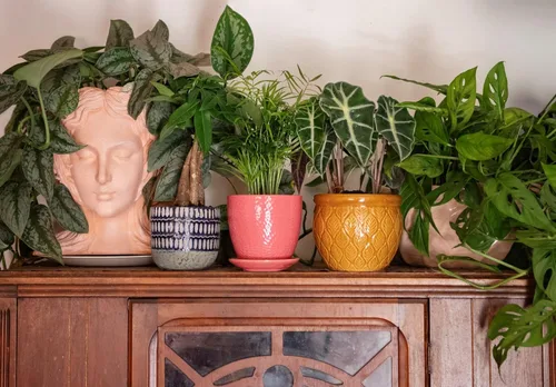 Vista 7 de American Plant Exchange Silver Splash Pothos - Pothos de Satén Silver Splash Vivo en Maceta de 6 Pulgadas, Planta de Interior Purificadora de Aire