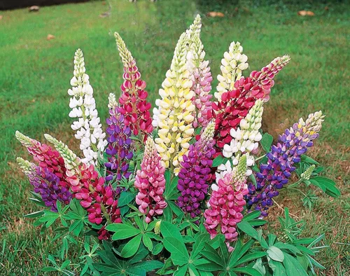 Vista 2 de Semillas de flores perennes gigantes de mezcla de altramuces para plantar