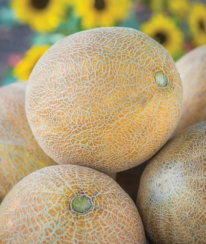 Vista 6 de Burpee Ambrosia Cantaloupe Melon Seeds 30 semillas