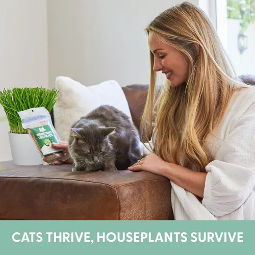 Vista 3 de Semillas de césped para gato 100% orgánicas (Sin OMG)