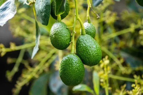 HASS - Árbol de aguacate injertado de 2 a 3 pies de alto, planta viva de aguacate para plantar