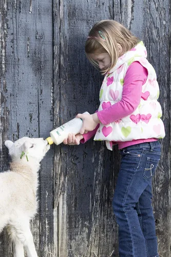 Vista 4 de Neogen Ideal 7004 Lamb & Kid Bottle 16oz w/Red Screw-On Teat