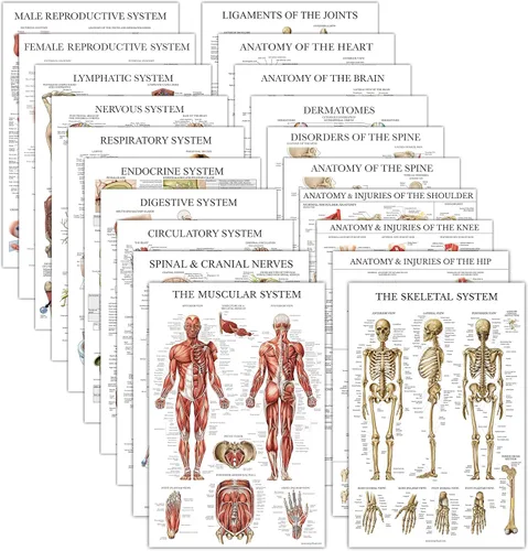 Paquete de 20 pósteres anatómicos laminados musculares, esqueléticos, digestivos, respiratorios, circulatorios, endocrinos, linfáticos, masculinos y