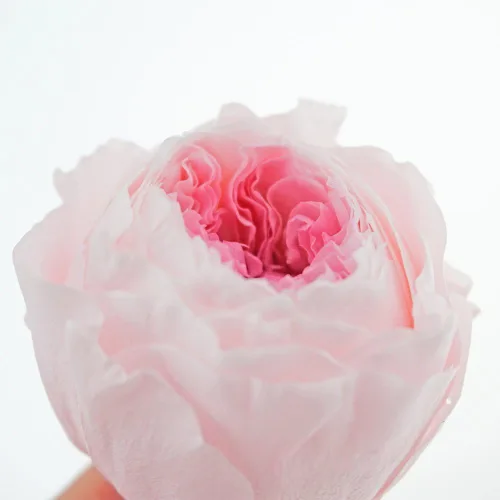 Vista 2 de Cabeza de flor fresca preservada de rosas Austin, 1.6-2 pulgadas cada una, 8 piezas