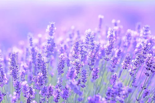 Vista 2 de Thracian Suero natural de prevención de pérdida de cabello para mujeres, fórmula espesante con aceites de bio lavanda búlgara y bio argán – 8.5 fl