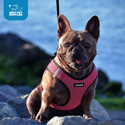 Vista 9 de Best Pet Supplies - Arnés de malla para todo tipo de clima, reflectante, antitirones, para perro y gato pequeño y mediano, con velcro, hebilla