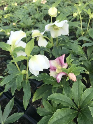 Vista 3 de 3 contenedores de rosa de cuaresma/heleboros mixtos en macetas de 6,35 cm - ¡Ideal para la plantación de otoño!