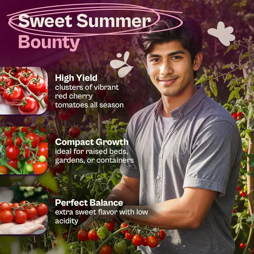 Vista 3 de SVI 550 Large Red Cherry Tomato Seeds (Solanum lycoperscium) – Cherry Tomatoes Seed Packets, Mini Tomatoes On The Vine – Heirloom Vegetable Seeds in
