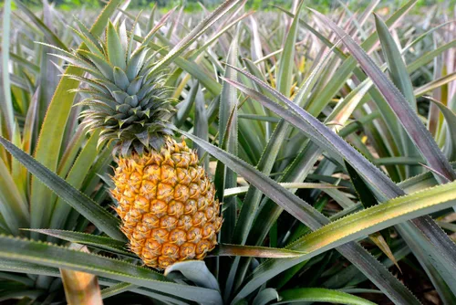 Vista 6 de Piña seca en cubitos, 5 libras, cruda, vegana, endulzada, sin sulfatar, a granel, ideal para uso culinario y hornear
