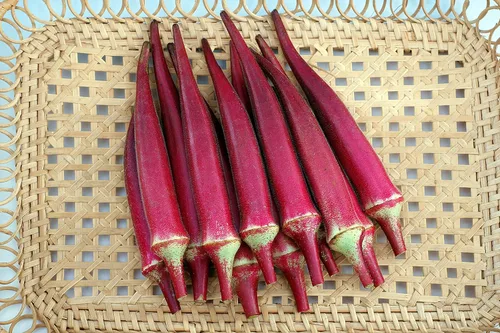 Semillas Okra (dedo de dama, Bamia) Vegetal de reliquia rojo burdeos para plantar sin OMG