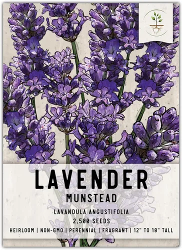 Vista 8 de Seed Needs, Munstead - Semillas de lavanda – 500 semillas tradicionales para plantar Lavandula angustifolia – Flores fragantes sin OMG y sin tratar