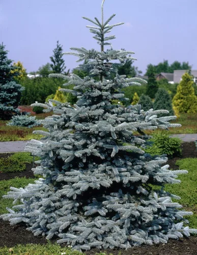 Vista 2 de Enano Hedge Maple – Rare de arce Cortasetos – Planta de Acer Campestre "Nana – 3 – Year