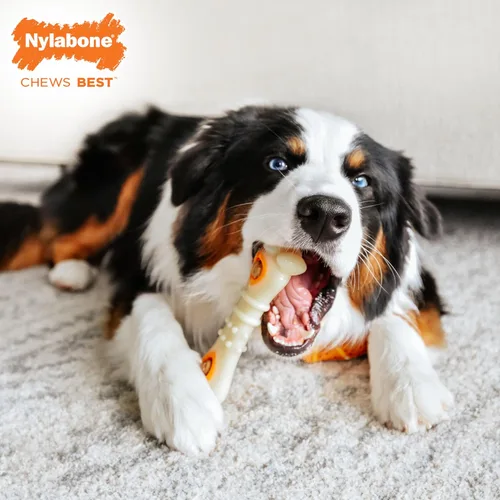 Vista 3 de Nylabone Juguete masticable de recambio Pop-In Treat, golosinas naturales para perros para dispensar golosinas, sabor a pollo, 30