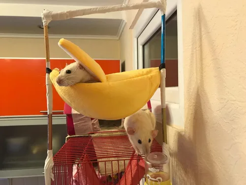 Vista 3 de Cama de plátano para casa de hámster para hámsters de menos de 4 pulgadas, 3.9 in de longitud, hamaca para mascotas, cerdo holandés, erizo, rata