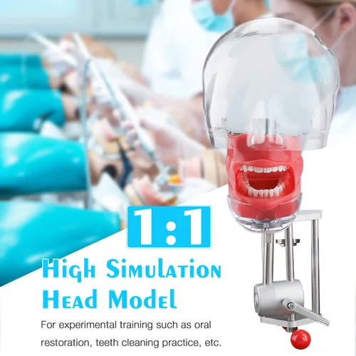 Vista 3 de ANNWAH Simulador de boca Phantom Head Teaching Head Modelo Fix on Table Modelo de diente Typodont reemplazable Ajuste de 360 grados para dentistas
