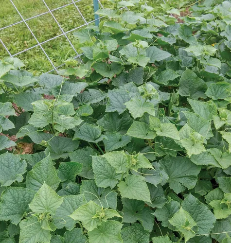 Vista 6 de Burpee 'Bush Champion' Semillas de Pepino para Rebanar, 60 semillas sin OGM, Apto para Contenedores, Exclusivo de Burpee