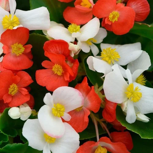 Vista 8 de Park Seed Semillas de begonia rosa Dragon Wing, incluye 10 semillas por paquete Ala de dragón rosa