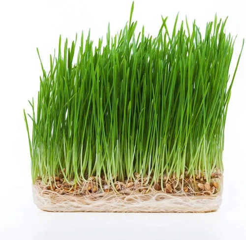 Semillas de pasto de trigo certificadas (1 libra)