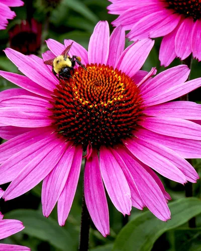 Vista 9 de Herb Pharm equinácea orgánica sin alcohol para defensa inmune - 1 onza., GLECH01, 1 Ounce, 1, 1