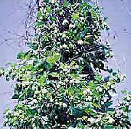 Semillas de lúpulo (más de 20 semillas) | Sin OGM | Semillas de flores de hierbas y frutas vegetales para plantar | Paquete de invernadero de jardín