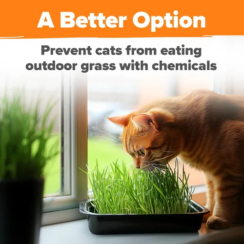 Vista 5 de HOME GROWN Semillas de hierba para gatos, mezcla de avena y cebada de 4 onzas, kit de recarga de hierba para gatos de interior, césped verde