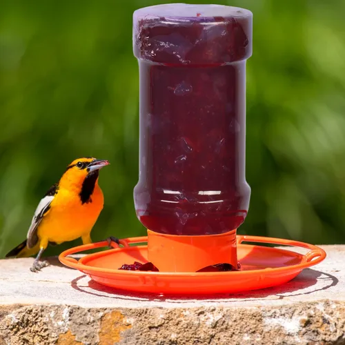 Vista 6 de Comedero para pájaros salvajes de gelatina Perky-Pet 253 Oriole, Paquete de 1, Rojo