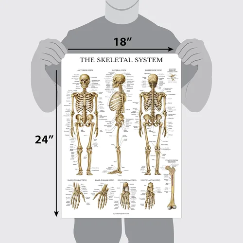 Vista 2 de Palace Learning Paquete de 2: Anatomía del sistema esquelético + Anatomía de la columna vertebral - Juego de 2 tablas anatómicas - Laminado - 18 x