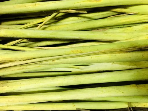 Vista 4 de Kejora Hierba de limón fresca 12 tallos