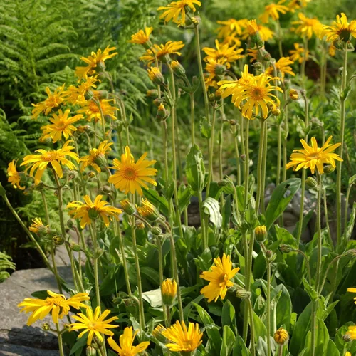 Semillas de Árnica Europea (Arnica Montana) Paquete de 20 Semillas