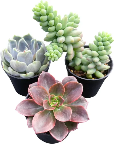 Sprout N Green Colección de suculentas coloridas, 3 plantas suculentas vivas totalmente enraizadas en maceta de inicio de 2 pulgadas, decoración