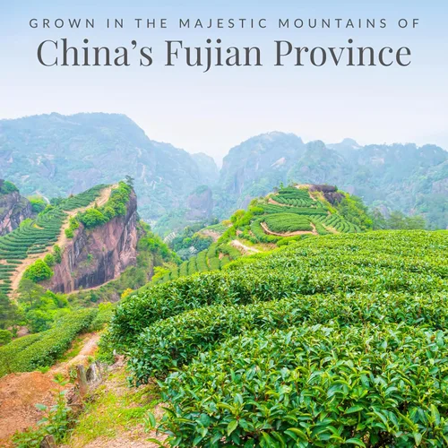 Vista 3 de Té 100 % blanco The Republic Of Tea