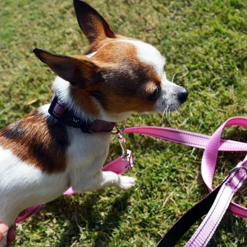 Vista 6 de NESTROAD Correa reflectante para perro, correa de nailon resistente y duradera con mango acolchado suave para perros pequeños, medianos y grandes