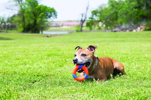 Vista 2 de Chuckit! UltraRing Fetch and Chase - Juguete para perros al aire libre para todas las razas