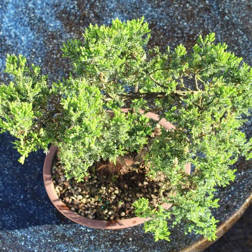 Vista 9 de Brussel's Bonsai DT4002GMJ - Árbol bonsái para exteriores, enebro verde montículo, grande