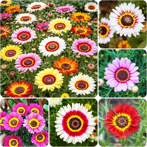Más de 1000 semillas de flores perennes pintadas de margaritas arcoíris para plantar al aire libre, semillas de jardín de flores de crisantemo