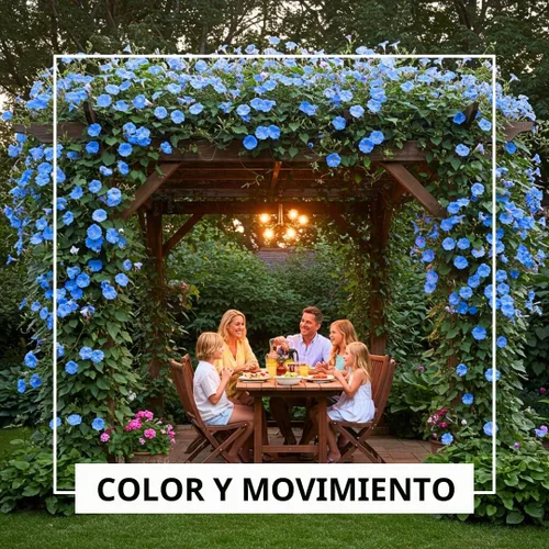 Vista 5 de Gloria Azul de la Mañana Enredadera Trepadora 100 Semillas para Plantar Hermosa Enredadera Floreciente