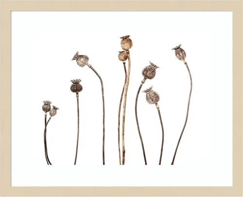 Amanti Art Framed Wall Art Print 17x21 Poppies by Lotte Gronkjar, Flowers Wall Art, Vintage Decor, Small Poster Painting Artwork for Living Room,