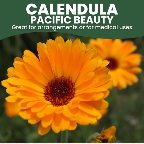 Vista 3 de Calendula Pacific Beauty - Paquete grande de 1 onza - 3,000 semillas de flores para plantar - Calendula officinalis