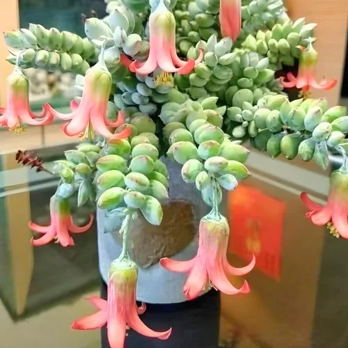 Vista 3 de Cotyledon Pendens - Planta suculenta viva - Maceta de 2 pulgadas Planta de interior rara Suculenta de interior de fácil cuidado