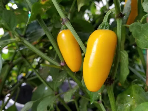 Vista 2 de NuMex Calabaza Especias Jalapeño Pimienta 10+ Semillas