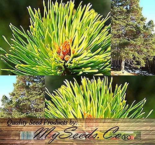 Vista 6 de Semillas para árbol de pino sin transgénicos de MySeeds.Co