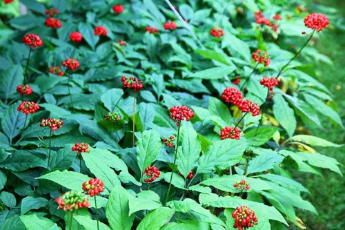 Vista 2 de 15 Seeds Asian Korean Ginseng Panax Shade Chinese Herb