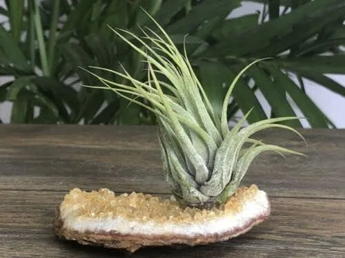 Vista 9 de ZnranyiiXY Citrino Air Plant Geoda Crystal Quartz Decoración para el hogar Espécimen en racimo.