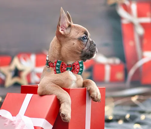 Vista 5 de DOGWONG Collar de Navidad para perro con pajarita, collar de perro de copo de nieve con tira roja y verde, suave, duradero, ajustable, de algodón A