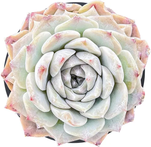 Plantas suculentas vivas de 2" Pachyveria 'BubbleCandy', mini suculentas en maceta, planta de interior de fácil cuidado, regalos únicos, decoración